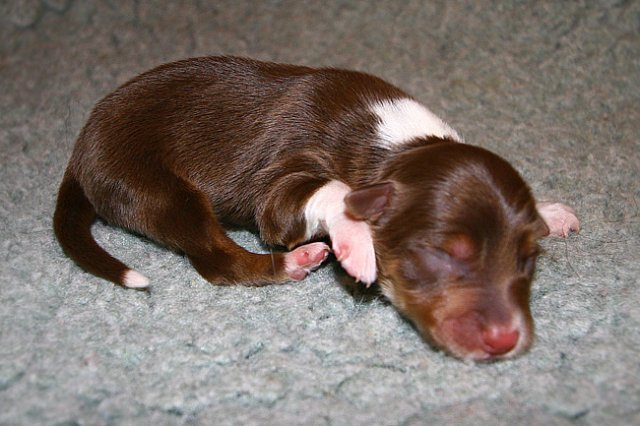 pup3boy21dayold4.jpg