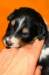pup8boy522daysold6_small.jpg