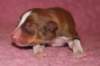 meetboy1dayold2_small.jpg