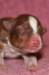 meetboy1dayold_small.jpg