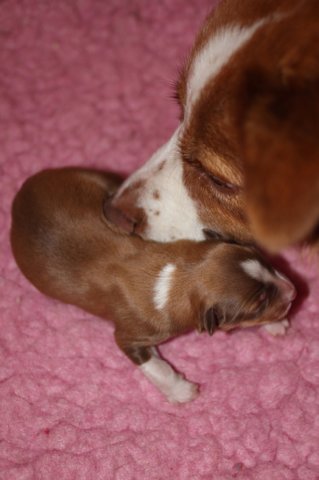meetboy1dayoldnim.jpg