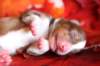 meetboy2daysold11_small.jpg