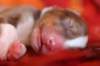 meetboy2daysold12_small.jpg