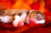 meetboy2daysold13_small.jpg