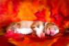 meetboy2daysold14_small.jpg