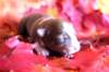 meetboy2daysold3_small.jpg