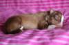 meetboy3daysold5_small.jpg