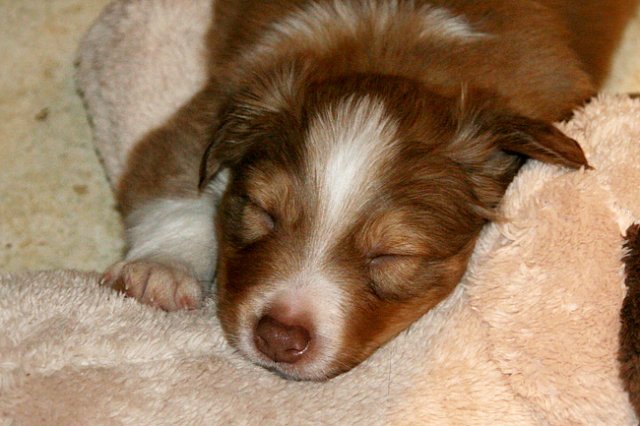 meetboy5weeksold2.jpg