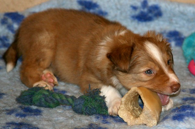 meetboy6weeksold2.jpg