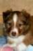 meetboy6weeksold_small.jpg