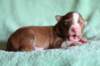 meetboy7daysold5_small.jpg