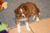 meetboy7weeksold_small.jpg