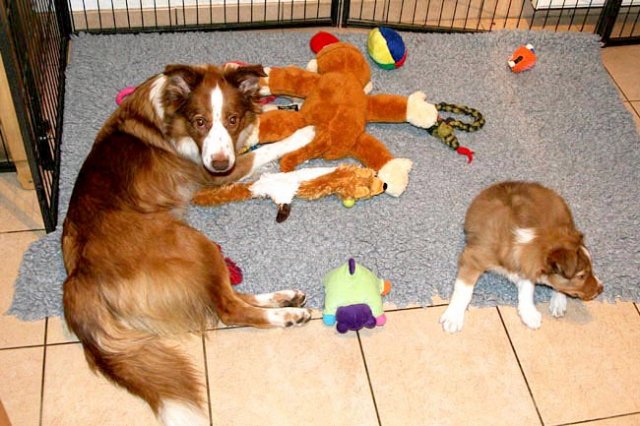 nimboy7weeksold.jpg