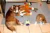 nimboy7weeksold_small.jpg