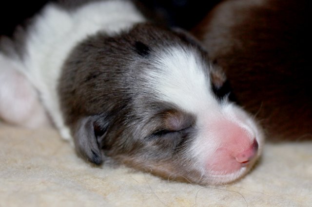 mypup1girl12daysold3.jpg