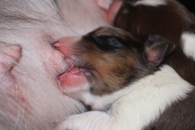 mypup1girl13daysold4.jpg