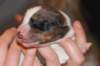 mypup1girl13daysold_small.jpg