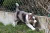 mytrixi51daysold3_small.jpg
