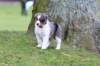 mytrixi52daysold7_small.jpg
