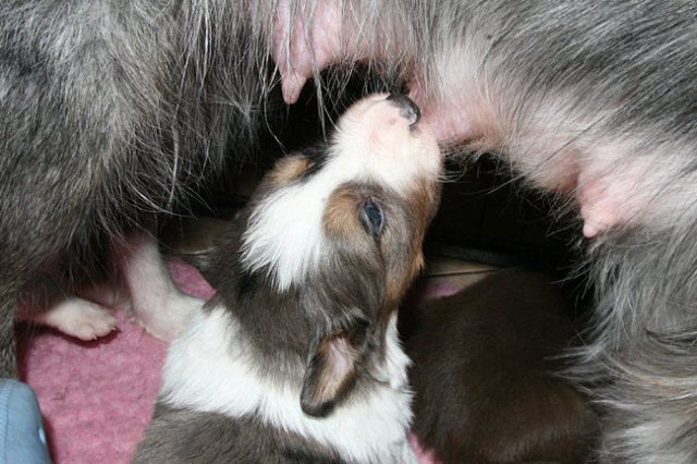 pup1girl121daysols.jpg