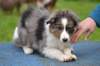 trixi2months1weekold3_small.jpg