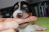 a01niftynemrod14daysold_small.jpg