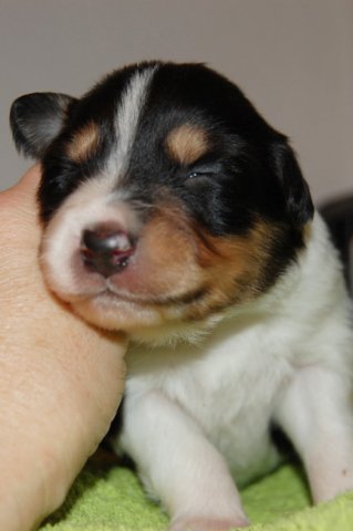 a02niftynemrod14daysold.jpg