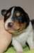 a02niftynemrod14daysold_small.jpg
