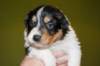 a02niftynemrod24daysold_small.jpg