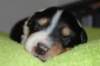 a03niftynemrod14daysold_small.jpg