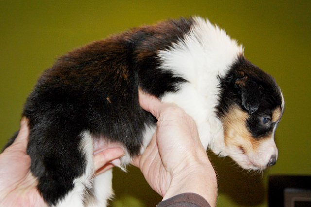 a03niftynemrod24daysold.jpg