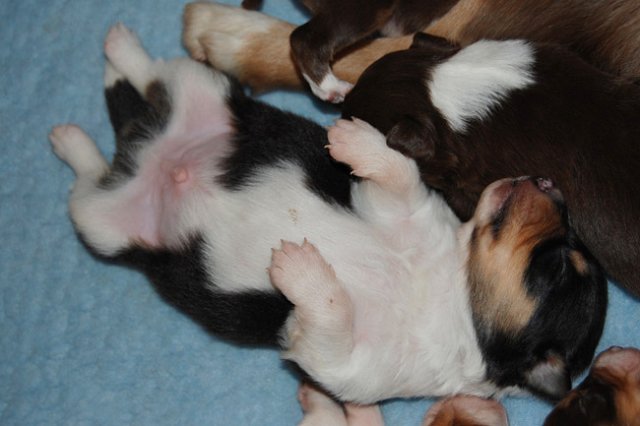 a04niftynemrod14daysold.jpg