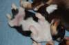 a04niftynemrod14daysold_small.jpg