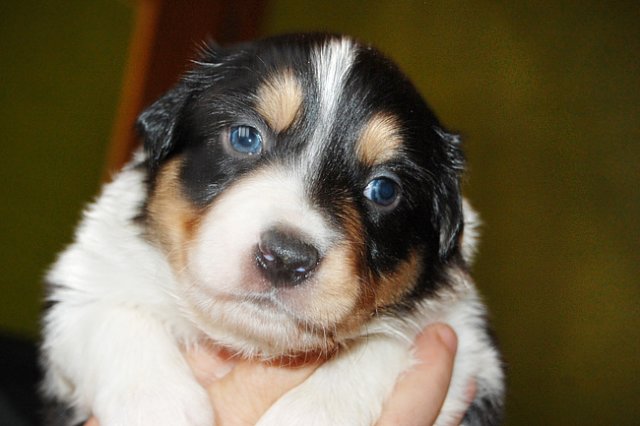 a05niftynemrod24daysold.jpg