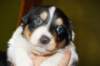 a05niftynemrod24daysold_small.jpg