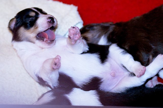 niftynemrod15daysold.jpg