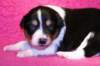 niftynemrod16daysold2_small.jpg
