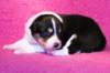 niftynemrod16daysold3_small.jpg