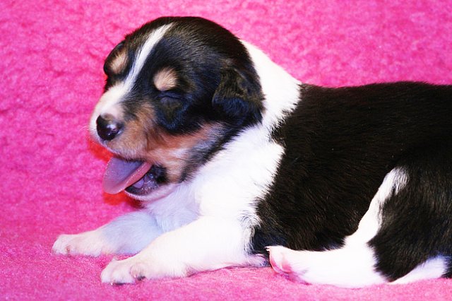 niftynemrod16daysold4.jpg