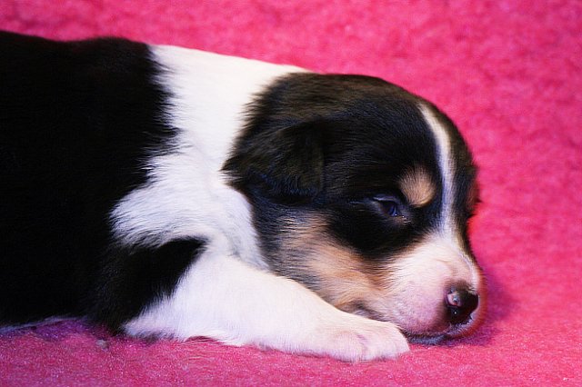 niftynemrod16daysold5.jpg