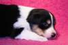 niftynemrod16daysold5_small.jpg