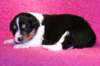 niftynemrod16daysold_small.jpg