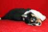 niftynemrod30daysold2_small.jpg