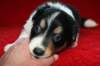 niftynemrod30daysold5_small.jpg