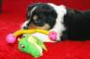niftynemrod30daysold8_small.jpg