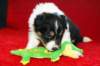 niftynemrod30daysold_small.jpg