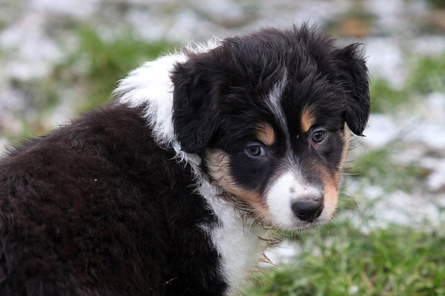 niftynemrod49daysold.jpg