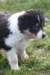 niftynemrod49daysold5_small.jpg