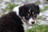niftynemrod49daysold_small.jpg