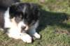 niftynemrod51daysold2_small.jpg